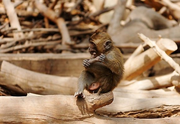 포토 JPG 해외이미지 나무 동물 얼굴 어린이 새끼 청소년 자연 동물원 관리 앉기 사람없음 갈색 원숭이 아기 잡기 작음 솜털 유인원 원시시대 배려 해외202004 해외포토 식물 컬러 포유류 모션 사람 신체부위 역사 크기 생태계 파일형식 이미지허브