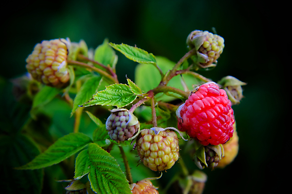포토 JPG 해외이미지 식물 계절 열매 음식 분홍색 잎 농업 다이어트 과일 자연 매달리기 건강 요리 사람없음 빨간색 초록색 농장 정원 식사 활발 수확 성장 나뭇가지 신선 그룹 달콤 다발 유기농 원예 날것 산딸기 흙더미 내추럴 고립 바이오 밭일 숙성 채식주의자 디테일 비건 해외202004 해외포토 나무 웰빙 산업 컬러 컨셉 모션 취미 흙 맛 생태계 채식 파일형식 더미 이미지허브