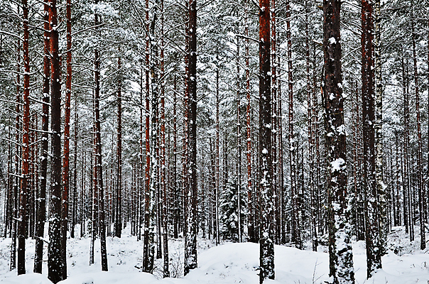 포토 JPG 해외이미지 나무 계절 백그라운드 크리스마스 겨울 자연 날씨 스웨덴 풍경 사람없음 야외 목재 갈색 환경 냉동 얼음 화목 침묵 추위 흰색 나뭇가지 신선 소나무 황무지 숲 신비 서리 장면 나무껍질 내추럴 땅바닥 스칸디나비아 해외202004 해외포토 자연요소 식물 기념일 컬러 컨셉 재료 바닥 북유럽 소리 껍질 생태계 파일형식 이미지허브
