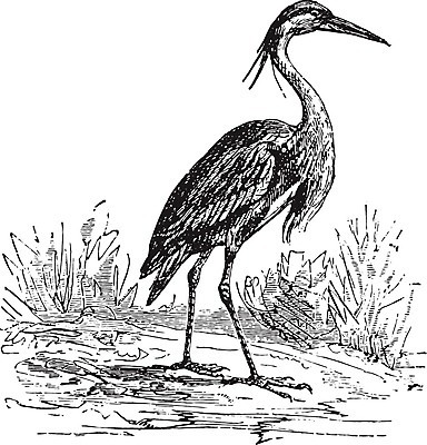 EPS 해외이미지 야생동물 일러스트 자연 조류 뿔 종류 미술 검은색 수확 골동품 성장 흰색 역사 왜가리 그림 생물학 부리 판화 내추럴 옛날 해외202004 해외일러스트 동물 교육 컬러 농업 문화예술 생태계 파일형식 벡터 이미지허브