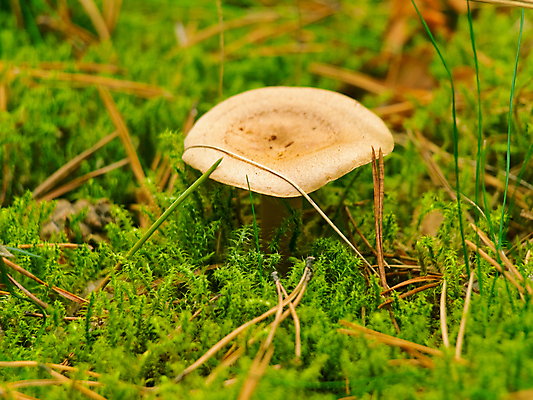 포토 JPG 해외이미지 식물 계절 음식 자연 이끼 사람없음 갈색 버섯 성장 가을 숲 내추럴 땅바닥 해외202004 해외포토 컬러 바닥 생태계 파일형식 이미지허브
