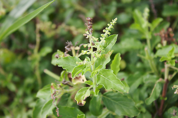 포토 JPG 해외이미지 식물 꽃 음식 줄기 백그라운드 잎 재료 자연 건강 요리 씨앗 사람없음 초록색 약 정원 보라색 흰색 나뭇가지 신선 개화 자르기 허브 유기농 아로마 신성 향 바질 내추럴 치료제 해외202004 해외포토 나무 웰빙 컬러 의학 모션 생태계 파일형식 이미지허브