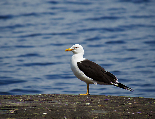포토 JPG 해외이미지 주간 한마리 해외풍경 바다 갈매기 사람없음 야외 미국 캘리포니아 해외202004 해외포토 자연요소 1 해외 북아메리카 조류 풍경 파일형식 이미지허브