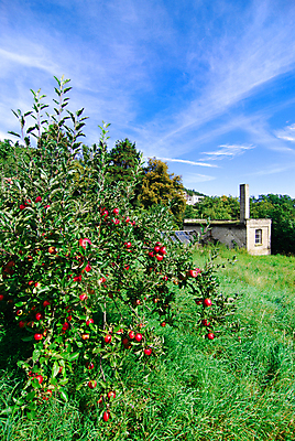 포토 JPG 해외이미지 나무 음식 과일 자연 하늘 주택 사람없음 빨간색 초록색 여름 파란색 정원 신선 사과 원예 해외202004 해외포토 식물 계절 컬러 취미 건물 생태계 파일형식 이미지허브