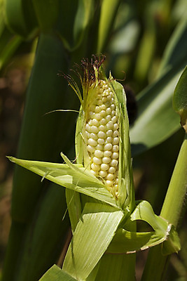 포토 JPG 해외이미지 식물 계절 음식 잎 밭 농업 채소 과일 재료 자연 건강 옥수수 씨앗 사람없음 야외 초록색 여름 농작물 농장 환경 봄 성장 껍질 시골 신선 낟알 시리얼 먹기 유기농 알맹이 심플 해외202004 해외포토 웰빙 산업 컬러 모션 곡류 생태계 파일형식 이미지허브