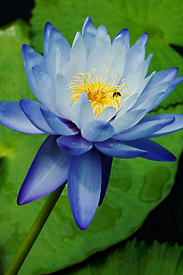 포토 JPG 해외이미지 식물 계절 공원 꽃잎 꽃 아시아 잎 꽃무늬 태국 자연 휴식 사람없음 야외 초록색 물 파란색 반사 노란색 환경 정원 벚꽃 흰색 연못 신용카드 개화 명상 엽서 이국적 해외202004 해외포토 자연요소 공공시설 나라 컬러 컨셉 무늬 금융 편지 생태계 파일형식 이미지허브