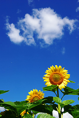 포토 JPG 해외이미지 식물 꽃 문화 지구 잎 밭 농업 자연 하늘 해바라기 풍경 사람없음 야외 초록색 여름 파란색 농장 노란색 맑음 활발 성장 시골 장면 흐림 해외202004 해외포토 계절 산업 컬러 컨셉 날씨 생태계 파일형식 이미지허브