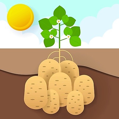 EPS 해외이미지 식물 캐릭터 라이프스타일 디자인 행복 음식 백그라운드 농업 다이어트 채소 일러스트 재료 자연 감자 건강 요리 미술 미소 그래픽 초록색 여름 세트 농장 갈색 라벨 정원 당근 수확 가을 신선 달콤 만화 심볼 그림 유기농 원예 날것 뿌리 내추럴 고립 밭일 숙성 채식주의자 비건 해외202004 해외일러스트 일러캐릭터 웰빙 계절 감정 산업 컬러 문화예술 뿌리채소 프레임 표정 취미 생활 맛 생태계 채식 파일형식 벡터 이미지허브