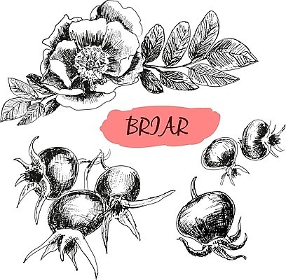 EPS 해외이미지 식물 열매 꽃 음식 잎 다이어트 과일 일러스트 재료 자연 건강 세트 약 장미 정원 검은색 수확 흰색 신선 달콤 혼합 수집 먹기 오브젝트 그림 손그림 건강식 고립 그런지 숙성 채식주의자 디테일 비건 해외202004 해외일러스트 컬러 농업 의학 모션 맛 생태계 채식 파일형식 벡터 이미지허브