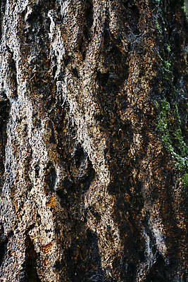 포토 JPG 해외이미지 나무 백그라운드 이끼 사람없음 환경 거친 숲 유기농 질감 나무껍질 전나무 생태학 옛날 해외202004 해외포토 식물 웰빙 교육 껍질 파일형식 이미지허브