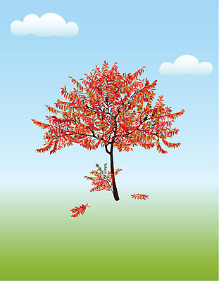 EPS 해외이미지 모양 나무 식물 디자인 줄기 잎 일러스트 자연 목재 그래픽 빨간색 갈색 노란색 가을 나뭇가지 우아함 고독 그림 아카시아 고립 복잡 혼자 해외202004 해외일러스트 계절 감정 컬러 컨셉 재료 생태계 파일형식 벡터 이미지허브