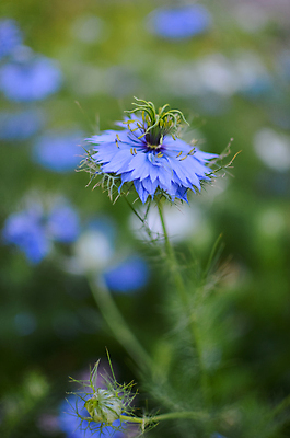 포토 JPG 해외이미지 식물 꽃잎 꽃 백그라운드 잎 자연 건강 사랑 사람없음 초록색 파란색 컬러풀 약 머리 정원 검은색 봄 안개 벚꽃 흰색 닫기 선택 허브 향신료 묘사 테라피 내추럴 치료제 해외202004 해외포토 계절 감정 컬러 컨셉 의학 모션 날씨 신체부위 뷰티 생태계 향미료 파일형식 이미지허브