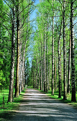 포토 JPG 해외이미지 나무 공원 잎 자연 새로움 그림자 풍경 사람없음 초록색 봄 신선 숲 자작나무 해외202004 해외포토 식물 계절 공공시설 컬러 컨셉 생태계 파일형식 이미지허브