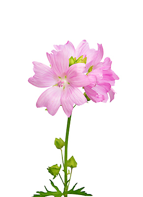 포토 JPG 해외이미지 식물 꽃 분홍색 자연 사람없음 정원 벚꽃 흰색 허브 고립 아욱 차단 해외202004 해외포토 컬러 생태계 파일형식 이미지허브