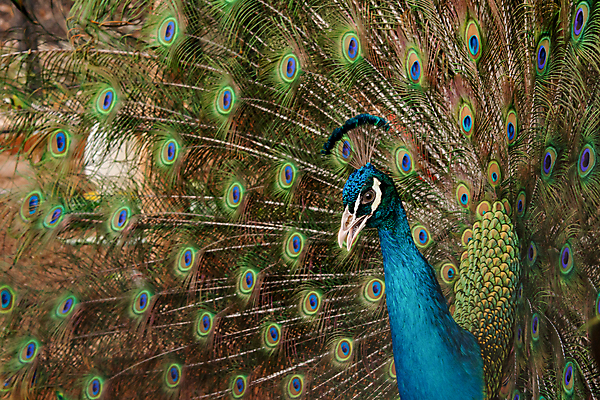 포토 JPG 해외이미지 동물 남자 야생동물 백그라운드 패턴 날개 자연 조류 사람없음 장식 초록색 파란색 컬러풀 머리 활발 펼침 의식 우아함 공작 깃털 묘사 즐거움 질감 꼬리 부리 번짐 보여주기 동물상 터키석 해외202004 해외포토 감정 컬러 컨셉 무늬 모션 사람 신체부위 조형물 보석 생태계 파일형식 효과 이미지허브