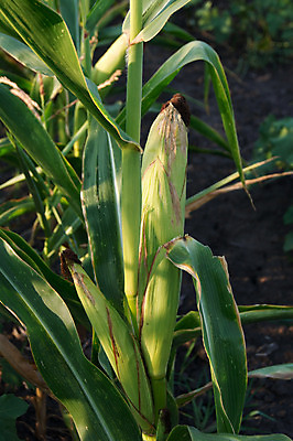 포토 JPG 해외이미지 식물 음식 잎 밭 농업 다이어트 채소 자연 건강 옥수수 사람없음 야외 초록색 농작물 농장 노란색 환경 수확 성장 신선 닫기 낟알 땅 유기농 날것 내추럴 밭일 해외202004 해외포토 웰빙 산업 컬러 모션 곡류 생태계 파일형식 이미지허브