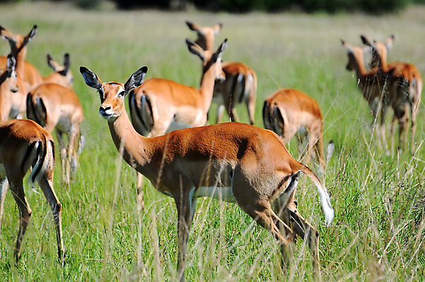 포토 JPG 해외이미지 동물 한마리 응시 야생동물 새끼 포유류 아프리카 자연 뿔 서기 사람없음 야외 옆모습 가로 초록색 갈색 일몰 황무지 고독 사파리 영양 케냐 노려봄 가젤 보호구역 사바나 초식 탄자니아 평야 해외202004 해외포토 1 시선 감정 나라 뷰포인트 컬러 모션 표정 노을 생태계 구역 파일형식 이미지허브