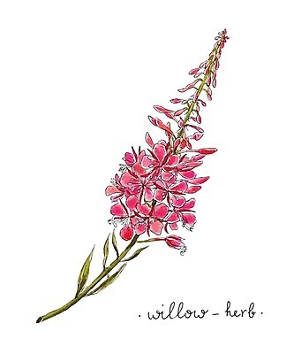 EPS 해외이미지 꽃 줄기 잎 꽃무늬 일러스트 수채화 사람없음 버드나무 해외202004 해외일러스트 나무 식물 무늬 파일형식 벡터 이미지허브