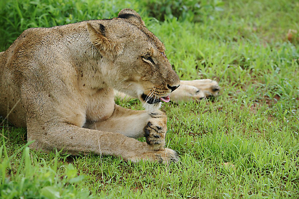 포토 JPG 해외이미지 동물 공원 얼굴 야생동물 새끼 백그라운드 포유류 아프리카 자연 사람없음 야외 환경 고양이 힘 황무지 위험 사자 큼 왕 사파리 리더 육식동물 갈기 사냥꾼 멸종 케냐 사자자리 동쪽 내추럴 마사이족 세렝게티 웅장함 전국 해외202004 해외포토 직업 공공시설 나라 컨셉 신체부위 반려동물 별자리 크기 방향 생태계 파일형식 이미지허브