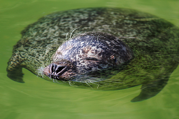 포토 JPG 해외이미지 동물 포유류 사람없음 물 머리 닫기 물개 북극 지느러미 수영선수 해외202004 해외포토 자연요소 모션 운동선수 신체부위 바다동물 극지방 파일형식 이미지허브