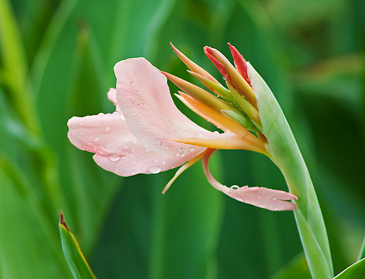 포토 JPG 해외이미지 식물 꽃 줄기 태국 자연 사람없음 노란색 정원 벚꽃 해외202004 해외포토 아시아 컬러 생태계 파일형식 이미지허브