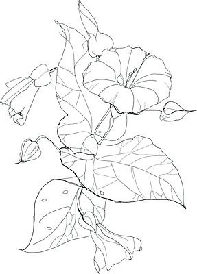 EPS 해외이미지 식물 계절 꽃 야생동물 백그라운드 꽃무늬 패턴 일러스트 자연 잉크 흑백 그래픽 장식 펜 정원 검은색 흰색 나뭇가지 인쇄 스케치 그림 생물학 손그림 판화 옛날 핸드메이드 해외202004 해외일러스트 나무 동물 교육 컬러 무늬 촬영기법 미술 필기구 생태계 파일형식 벡터 이미지허브