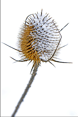 포토 JPG 해외이미지 식물 계절 백그라운드 겨울 날씨 사람없음 냉동 얼음 침묵 추위 흰색 서리 엉겅퀴 해외202004 해외포토 자연요소 꽃 컬러 소리 파일형식 이미지허브