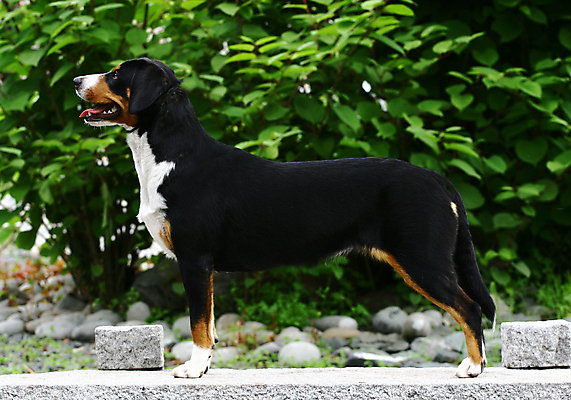 포토 JPG 해외이미지 동물 응시 행복 얼굴 새끼 포즈 실험 사람없음 야외 옆모습 초록색 반려동물 노란색 믿음 기차 황금 개 달콤 강아지 종업원 스마트 스위스 사냥 주인 송곳니 내추럴 동반자 복종 주목 해외202004 해외포토 직업 시선 감정 유럽 육상교통 뷰포인트 컬러 컨셉 포유류 대중교통 신체부위 맛 치아 파일형식 이미지허브