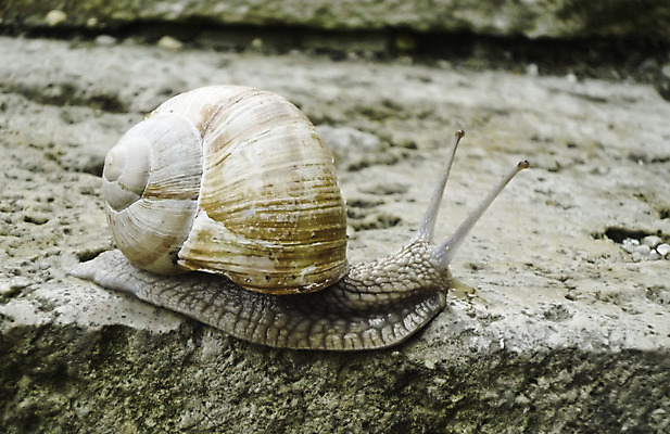 포토 JPG 해외이미지 동물 1 음식 이동 자국 모션 자연 연체동물 주택 나선형 사람없음 초록색 빛 갈색 정원 젖음 프랑스 껍질 해충 벌레 미끄러짐 먹기 속도 원예 달팽이 부드러움 덮기 노력 느림 프랑스어 추적 기어가기 민달팽이 어려움 끈적임 해외202004 해외포토 문자 유럽 컬러 곤충 컨셉 무늬 무척추동물 취미 건물 감각 생태계 파일형식 달팽이_동물 이미지허브