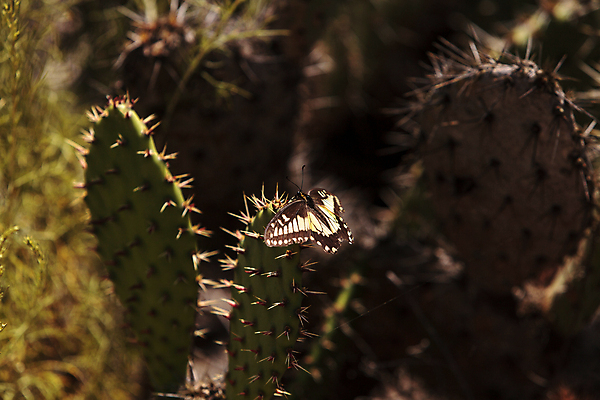 포토 JPG 해외이미지 야생동물 나비 곤충 날개 선인장 사람없음 컬러풀 캘리포니아 해외202004 해외포토 식물 동물 컬러 미국 파일형식 이미지허브