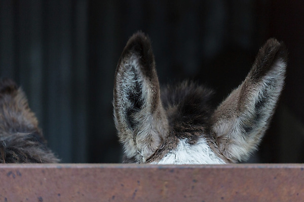 포토 JPG 해외이미지 동물 디자인 실루엣 백그라운드 밭 농업 일러스트 포유류 자연 털 사람없음 그래픽 파란색 울타리 농장 갈색 머리 시골 사인 귀 솜털 당나귀 숨김 해외202004 해외포토 산업 컬러 컨셉 촬영기법 신체부위 담장 말_동물 생태계 파일형식 이미지허브