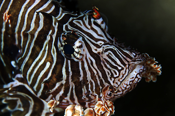 포토 JPG 해외이미지 동물 바다 자연 어류 사람없음 물 파란색 컬러풀 바닷속 수중 아래 다이빙 깊이 소금물 이국적 해외202004 해외포토 자연요소 컬러 수영 수중동물 방향 생태계 위치 수중스포츠 파일형식 이미지허브