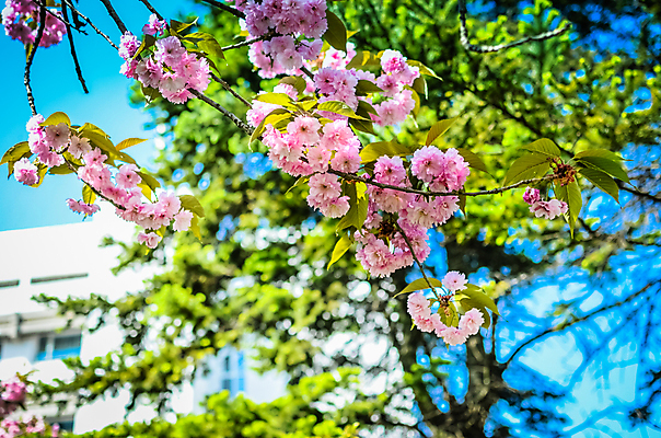 포토 JPG 해외이미지 나무 식물 계절 꽃잎 꽃 아시아 선 분홍색 백그라운드 잎 겨울 꽃무늬 태국 자연 하늘 동양인 풍경 사람없음 야외 파란색 빛 컬러풀 태양 정원 일본 맑음 봄 벚꽃 흰색 나뭇가지 신선 개화 체리 4월 부드러움 내추럴 고립 해외202004 해외포토 자연요소 나라 컬러 무늬 과일 날씨 인종 감각 날짜 생태계 파일형식 이미지허브