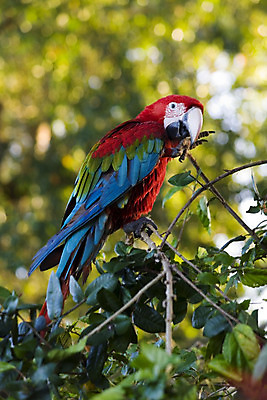 포토 JPG 해외이미지 동물 섬 무지개 날개 조류 동물원 사람없음 빨간색 초록색 파란색 반려동물 노란색 젖음 나뭇가지 숲 깃털 꼬리 부리 앵무새 해외202004 해외포토 자연요소 나무 컬러 파일형식 이미지허브