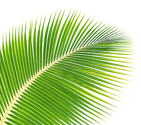 포토 JPG 해외이미지 나무 식물 줄기 백그라운드 잎 패턴 곡선 자연 손바닥 사람없음 초록색 성장 흰색 나뭇가지 숲 코코넛 고립 해외202004 해외포토 손 선 컬러 무늬 과일 생태계 파일형식 이미지허브