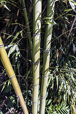 포토 JPG 해외이미지 나무 식물 디자인 문화 벽 줄기 백그라운드 잎 패턴 자연 지팡이 건조 동양인 사람없음 목재 세로 초록색 울타리 햇빛 정원 일본 힘 활발 에너지 성장 흰색 신선 원형 막대기 닫기 숲 대나무 유기농 질감 봉 내추럴 고립 완전 해외202004 해외포토 도형 웰빙 아시아 컬러 컨셉 무늬 재료 모션 인종 담장 태양 생태계 파일형식 이미지허브