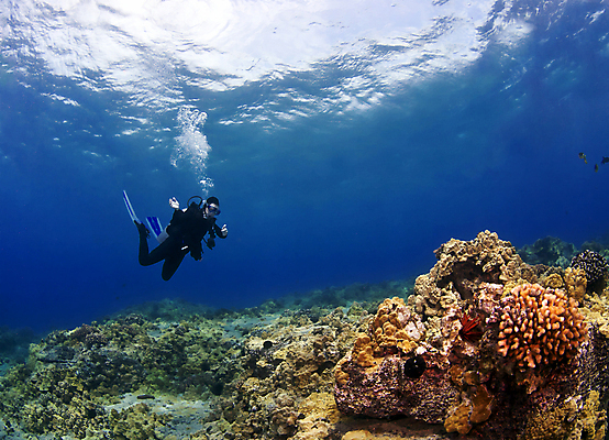 포토 JPG 해외이미지 바다 섬 자연 휴가 어류 한명 야외 산호 하와이 태평양 암초 하와이인 해외202004 해외포토 외국인 1 사람 미국 수중동물 자포동물 생태계 파일형식 이미지허브