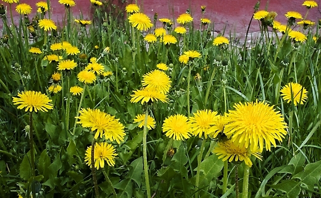 포토 JPG 해외이미지 식물 공원 꽃잎 꽃 백그라운드 잎 꽃무늬 밭 가족 자연 휴가 풍경 잔디 사람없음 야외 초록색 빛 노란색 환경 정원 봄 벚꽃 시골 민들레 5월 허브 꽃가루 내추럴 땅바닥 해외202004 해외포토 계절 공공시설 컬러 무늬 농업 관계 바닥 날짜 가루 생태계 파일형식 이미지허브
