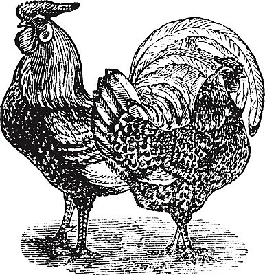 EPS 해외이미지 동물 디자인 여자 남자 산업 음식 2 날개 일러스트 조류 육류 미술 계란 검은색 치킨 가축 수확 골동품 흰색 스케치 깃털 그림 상업 판화 수탉 기르기 동물상 암탉 옛날 함부르크 해외202004 해외일러스트 컬러 농업 식재료 문화예술 독일 사람 조형물 알 닭 암컷 수컷 닭고기요리 돌봄 파일형식 벡터 이미지허브