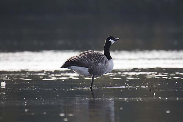 포토 JPG 해외이미지 동물 야생동물 조류 서기 사람없음 물 검은색 흰색 큼 싱글 해외202004 해외포토 자연요소 컬러 모션 크기 파일형식 이미지허브
