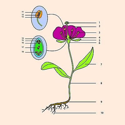 EPS 해외이미지 식물 모델 학생 교육 꽃잎 꽃 줄기 과학 십자가 잎 일러스트 부분 해부 학교 씨앗 그래픽 스터디 가르침 발사 묘사 그림 생물학 뿌리 꽃가루 시스템 꽃수술 필라멘트 스타일 해외202004 해외일러스트 의학 학습 가루 파일형식 벡터 이미지허브