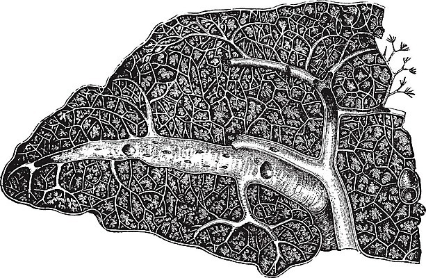 EPS 해외이미지 선 일러스트 부분 미술 검은색 수확 흰색 그림 판화 지라 해외202004 해외일러스트 컬러 농업 문화예술 파일형식 벡터 이미지허브