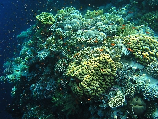 포토 JPG 해외이미지 식물 동물 야생동물 자연 표면 어류 사람없음 물 반사 수중 투명 스노클링 산호 다이빙 암초 동물상 해외202004 해외포토 자연요소 조형물 수영 수중동물 수상스포츠 자포동물 생태계 수중스포츠 파일형식 이미지허브