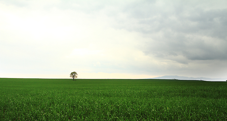 포토 JPG 해외이미지 나무 식물 1 계절 잎 밭 농업 자연 벽지 하늘 그림자 풍경 잔디 사람없음 야외 초록색 여름 햇빛 태양 농장 환경 맑음 수확 가을 시골 고독 큼 땅 장면 내추럴 고립 생태학 수평선 유일 해외202004 해외포토 자연요소 교육 감정 산업 컬러 날씨 크기 생태계 파일형식 이미지허브