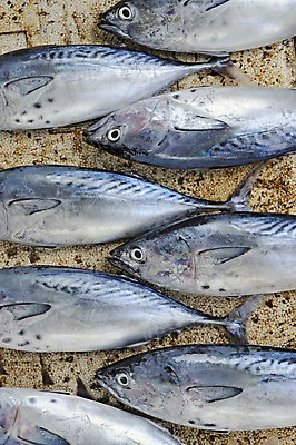 포토 JPG 해외이미지 음식 어류 사람없음 시장 참치 많음 해외202004 해외포토 컨셉 수중동물 파일형식 이미지허브