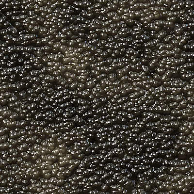 EPS 해외이미지 디자인 음식 백그라운드 일러스트 추상 어류 요리 검은색 고급 맛 해산물 질감 캐비아 해외202004 해외일러스트 컬러 컨셉 무늬 식재료 수중동물 파일형식 벡터 이미지허브