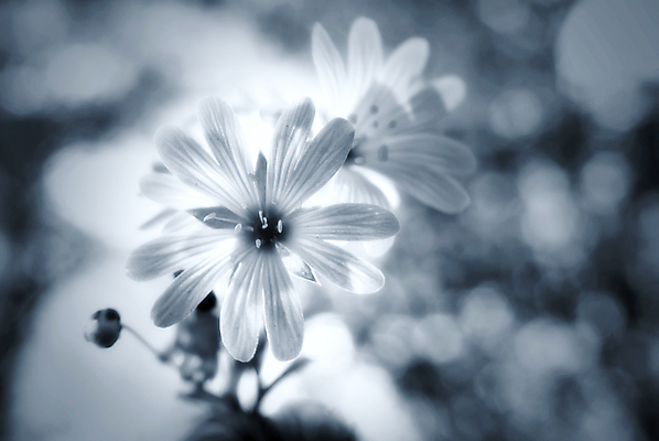 포토 JPG 해외이미지 계절 꽃 백그라운드 추상 사람없음 초록색 파란색 검은색 봄 흰색 부드러움 많음 해외202004 해외포토 식물 컬러 컨셉 무늬 감각 파일형식 이미지허브