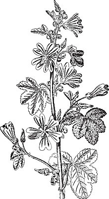 EPS 해외이미지 식물 아시아 선 음식 일러스트 중동 종류 미술 약 검은색 수확 흰색 그림 판화 아욱 해외202004 해외일러스트 나라 컬러 농업 의학 문화예술 파일형식 벡터 이미지허브