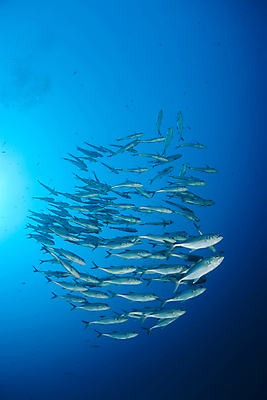 포토 JPG 해외이미지 동물 라이프스타일 야생동물 바다 여행 백그라운드 자연 휴가 바닥 어류 풍경 사람없음 야외 물 여름 파란색 환경 바닷속 수중 수영 탐험 산호 인도인 아래 다이빙 장면 암초 내추럴 깊이 소금물 해외202004 해외포토 자연요소 외국인 계절 컬러 동양인 생활 수중동물 수상스포츠 자포동물 방향 생태계 위치 수중스포츠 파일형식 이미지허브