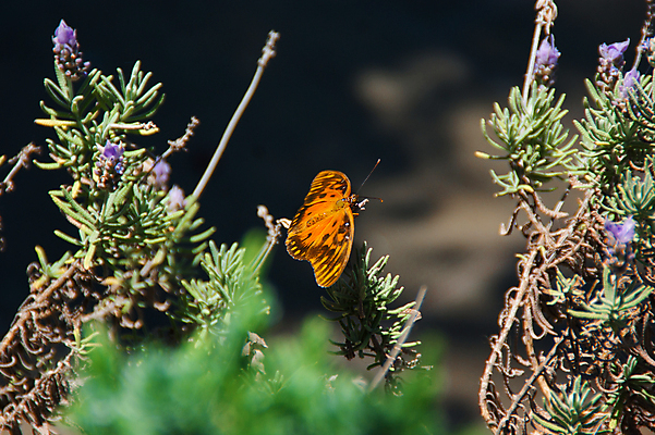 포토 JPG 해외이미지 식물 동물 꽃 야생동물 나비 곤충 백그라운드 패턴 농업 날개 오렌지 자연 사람없음 초록색 여름 컬러풀 노란색 환경 정원 검은색 미국 봄 활발 호랑이 벌레 제비꽃 향 라벤더 내추럴 생태학 수유 해외202004 해외포토 계절 교육 산업 컬러 컨셉 북아메리카 무늬 과일 포유류 허브 생태계 파일형식 이미지허브